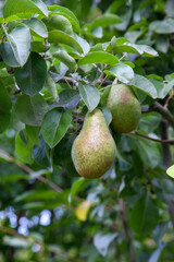 Shiny delicious pears hanging from a tree branch in the orchard..