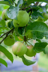 Shiny delicious green apples on a branch ready to be harvested in an apple orchard..