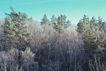 Winter landscape. Trees and bushes with hoarfrost. The cold season. a grayish-white crystalline deposit of frozen water vapor formed in clear still weather