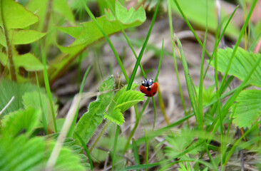 red ladybug in the green grass wallpaper