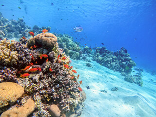 Underwater life of reef with corals, shoal of Lyretail anthias (Pseudanthias squamipinnis) and...