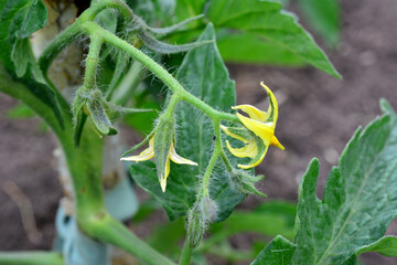 blooming flower of tomato seedling isolated close up
