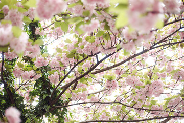 Beautiful natural background with branches of cherry blossoms, plums against background of sky. 