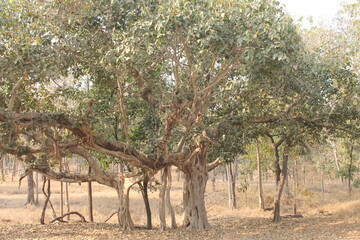 Fototapeta premium banyan tree in the forest.