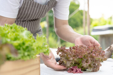 Organic farming, salad farm. Farmers harvest salad vegetables into wooden boxes in rainy. Hydroponics vegetable grow naturally. greenhouse garden, Ecological Biological, Healthy, Vegetarian, ecology