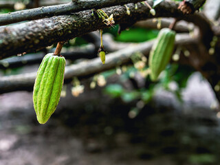 Green small Cocoa pods branch with young fruit and blooming cocoa flowers grow on trees. The cocoa tree ( Theobroma cacao ) with fruits, Raw cacao tree plant fruit plantation - obrazy, fototapety, plakaty