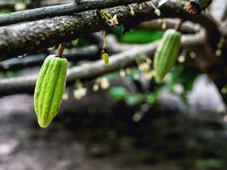  Green small Cocoa pods branch with young fruit and blooming cocoa flowers grow on trees. The cocoa tree ( Theobroma cacao ) with fruits, Raw cacao tree plant fruit plantation © NARONG