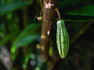 Green small Cocoa pods branch with young fruit and blooming cocoa flowers grow on trees. The cocoa tree ( Theobroma cacao ) with fruits, Raw cacao tree plant fruit plantation