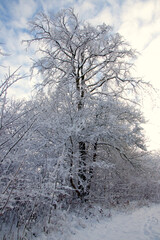 Snow covered tree and a blue sky so lovely