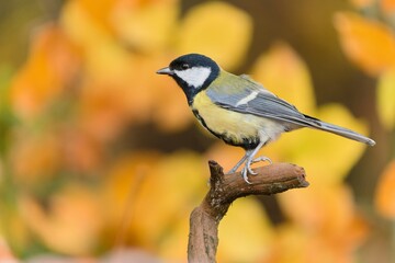 A great tit sitting on the branch. Autumn scene with a great tit. Parus major.
