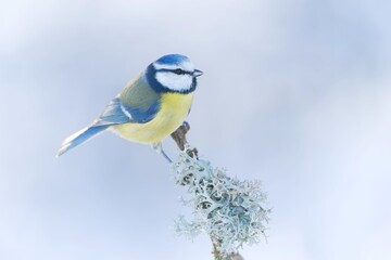 Beautiful portrait of a titmouse. Cyanistes caeruleus. Tit in the nature habitat. Winter scene with a cute blue tit.
