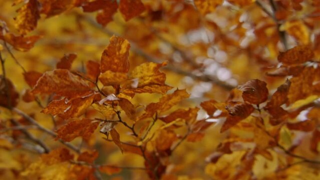 Close-up of vibrant autumn leaves in shades of orange and brown, depicting the seasonal change in a forest