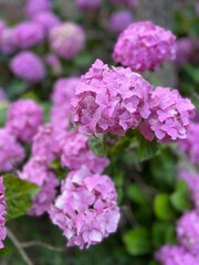 grandes flores rosadas de una hortensia