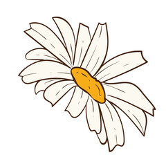 Daisy Flower Illustration Set