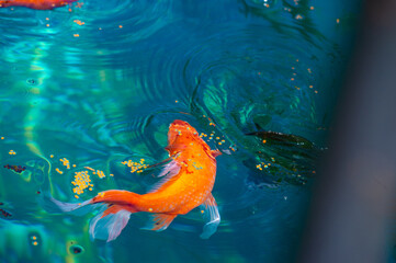 Experience the magic of limitless possibilities with Koi carp. Discover the unknown wonders of...