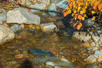 Twigs of an autumn tree over a mountain stream. Nature's colorful confetti dances in harmony with...