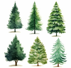Obraz premium Set Watercolor illustrations of different types of evergreen trees, showcasing their unique shapes and foliage against a white background. Soft focus.