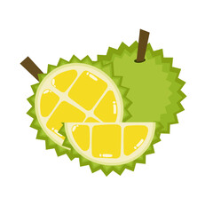 Vector illustration of durian fruit, a fruit that has been called the king of fruits in Southeast Asia. isolated on a white background.