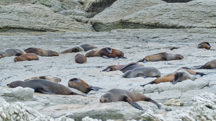 Colony of Sleeping Wild Fur Seals at Kaikoura Recreation Reserve