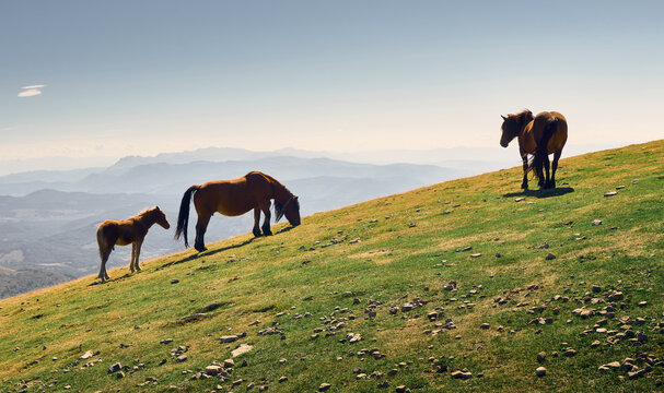 horse mountain grass field pasture gorbea