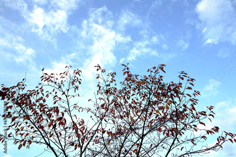 Wall mural tree of autumn