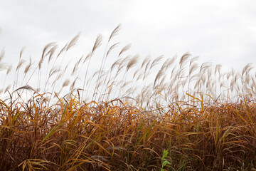 reeds in the autumn field