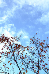 tree of autumn