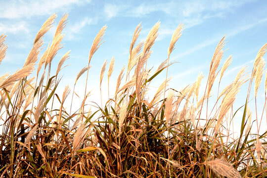 reeds in the autumn field