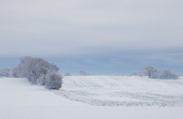 The field with snow in light fog on a December day