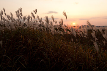 reeds at sunset