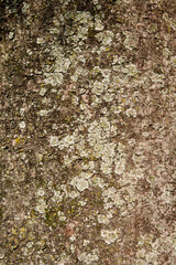 pattern of the bark of a tree