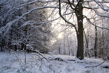 The sun can be felt between the branches in the forest