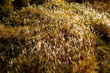 Reeds of October