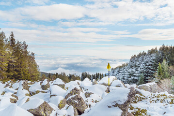 Beautiful Winter Landscape with Pine Trees Covered with Snow . Vitosha Mountain ,Bulgaria 