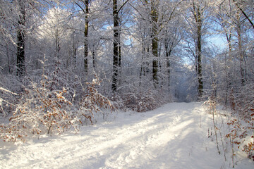 The winter road in the forest in December