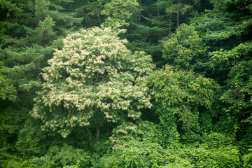 chestnut tree blooms