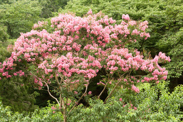 Lagerstroemia indica blooms