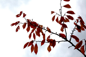 branches with red leaves