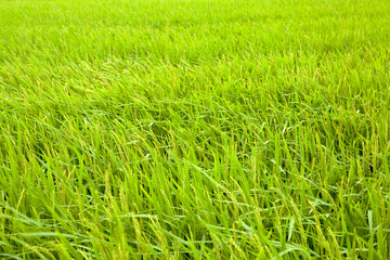 windy rice field