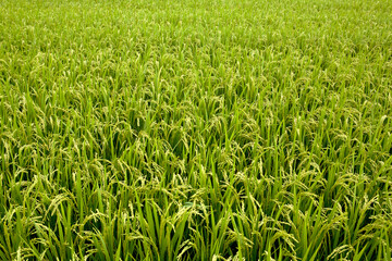 Obraz premium rice field in summer
