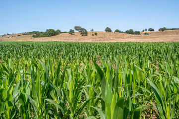 Wheat grown in the field is green and fried when ripe