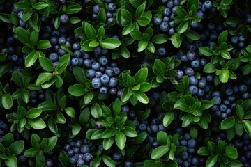 Foto op Aluminium  a close up of a bunch of blueberries on a bush with green leaves and blue berries on the bush. © Shanti