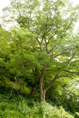forest of summer
