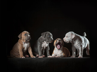 four Staffordshire terrier puppies sitting on a black background