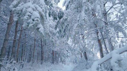 Arctic frozen forest in a snowy frost.Crystals of frozen snowflakes on branches in cold winter weather.A dreaming forest in silence.Peaceful winter snow-covered arctic forest in daytime.Snow fairytale - Powered by Adobe