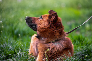 bright red large mongrel dog on a leash lies in the thick grass and looks up
