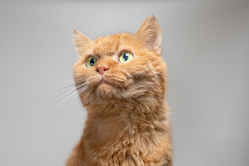 disheveled, indignant red cat on a gray background - obrazy, fototapety, plakaty