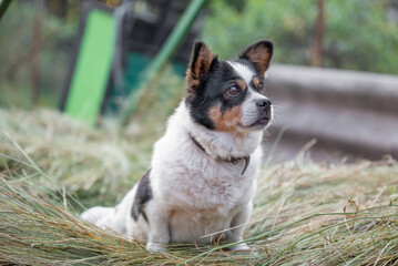 worried mongrel dog is sitting on the hay