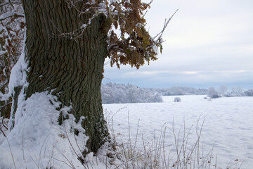 Winter landscape by the old oak tree in December