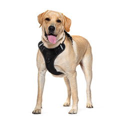 Labrador Retriever Panting and wearing a dog harness, isolated on white